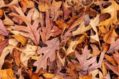 Autumn Leaf Removal in Ventura County, CA