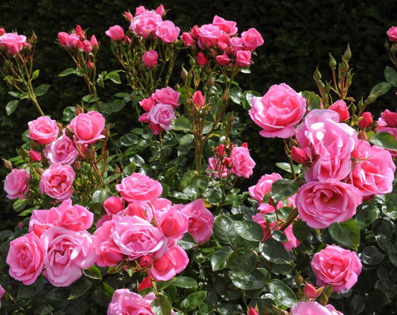 Rose Bush Planting in Honolulu, HI