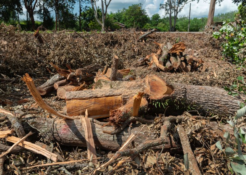 Tree Debris Removal in Ventura County, CA